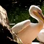 Пеликан