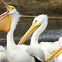 Картинки птица пеликан