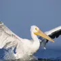 Картинки Птица Пеликан