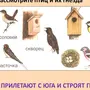 Чем Питаются Птицы Картинки Для Детей