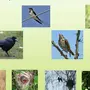Чем питаются птицы картинки для детей
