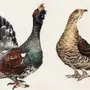 Картинка глухаря птицы для детей