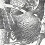 Картинка глухаря птицы для детей