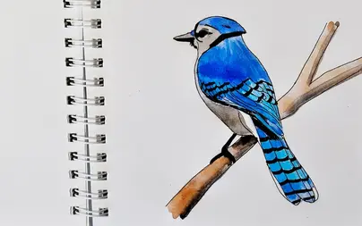 Картинки птиц для срисовки легкие