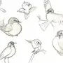 Картинки Птиц Для Срисовки Легкие
