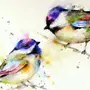 Птицы акварелью картинки