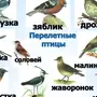 Перелетные Птицы Урала Картинки
