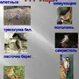Перелетные Птицы Урала Картинки