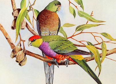 Картинки декоративных птиц