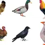 Разрезные картинки домашние птицы