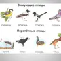 Разрезные картинки домашние птицы