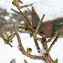 Кормление птиц зимой картинки