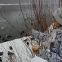 Кормление птиц зимой картинки