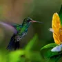 Картинки птица колибри