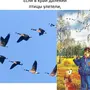 Перелетные птицы распечатать картинки