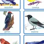 Разрезные Картинки Зимующие Птицы