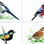 Разрезные картинки зимующие птицы