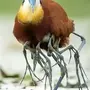 Птица якана