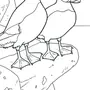 Рисунок птица тупик