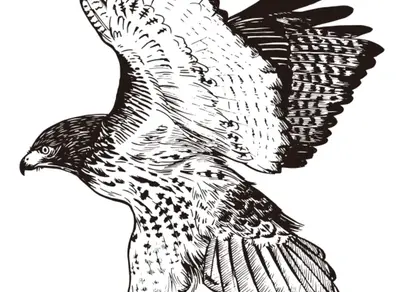 Рисунок птица орёл