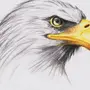 Рисунок Птица Орёл
