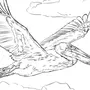 Рисунок Птица Пеликан