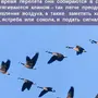Картинка осени перелетные птицы