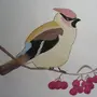 Рисунок птица свиристель