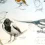 Стилизованные Птицы Картинки