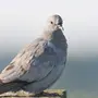 Птица клинтух