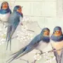 Картинки для декупажа птицы на ветках