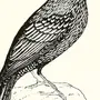 Рисунок птица скворец