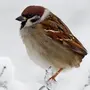 Воробей Птицы Зимой