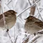 Воробей Птицы Зимой