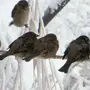 Воробей птицы зимой