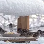Воробей птицы зимой