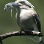 Кукабарра Птица