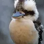 Кукабарра птица