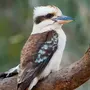 Кукабарра птица