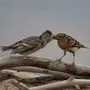 Птицы амурской области