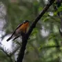 Птицы амурской области