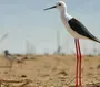 Птица ходулочник