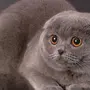 Британская вислоухая кошка