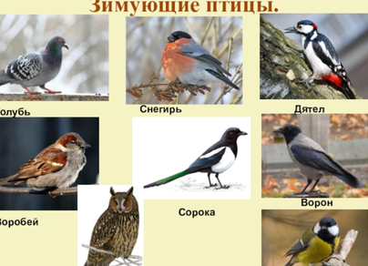 Зимующие птицы саратовской области с названиями