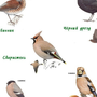 Зимующие птицы саратовской области с названиями