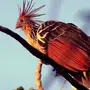 Гоацин птица