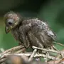 Гоацин птица