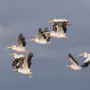 Перелетные Птицы