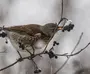 Птицы ленинградской области зимой и названия
