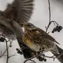 Птицы Ленинградской Области Зимой И Названия